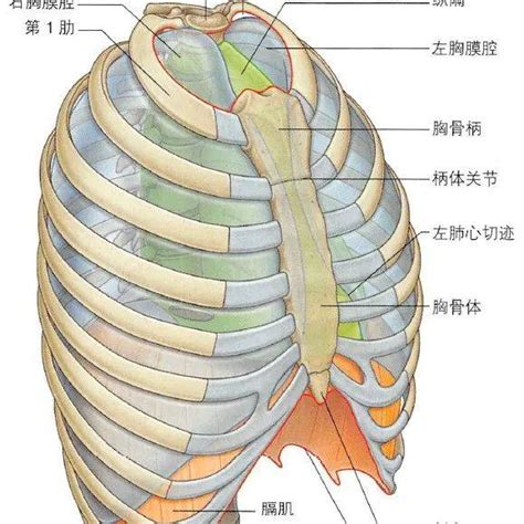 乳房位置